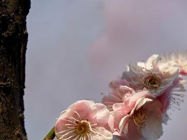 宜良山后樱花谷