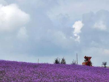 苏马荡风景区