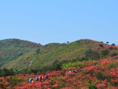 火铺十里杜鹃风景区